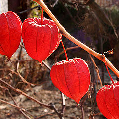 фото "The Chinese lanterns of autumn"