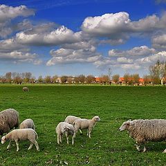 photo "Sheep as clouds."