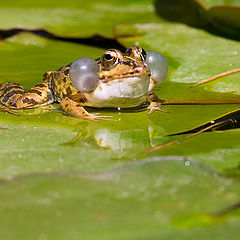 photo "Rana iberica"