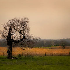 photo "The Country Side"