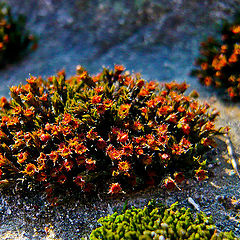 photo "Spring at a cemetery"