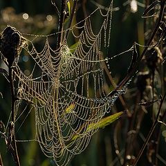 photo "Morning freshness"