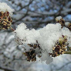 photo "Farewell hello winter"