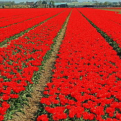 photo "Niederlande Keukenhof"