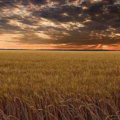 фото "поле"