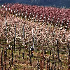 фото "work in the fields"