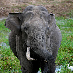 фото "The Tusker at Yala"