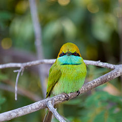 photo "Little Green Bee Eater"