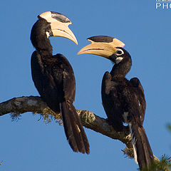 photo "Malabar Pied Hornbill"