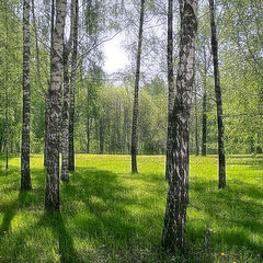 photo "Birch Grove"