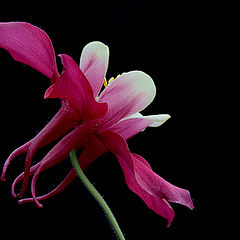 фото "Aquilegia vulgaris"