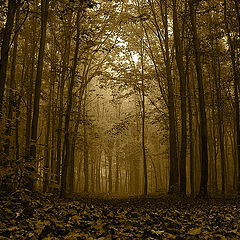 photo "Gray forest"