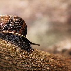 photo "caracol"