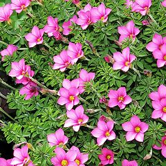 фото "Oxalis hirta"