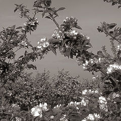 photo "Apple trees bloom"