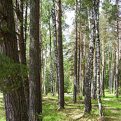 фото "Летний лес"