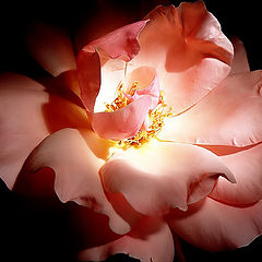 фото "Light and... Rose..."