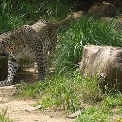 photo "Snow Leopard"
