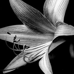 photo "lily"