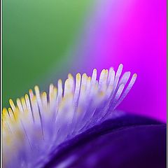 photo "Macro Iris"