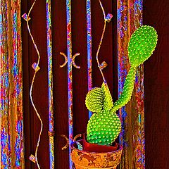 photo "Cactus In Frame"