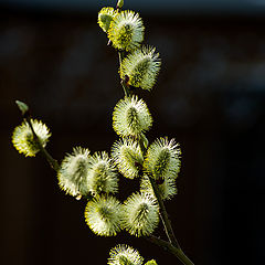 photo "Fluffies"