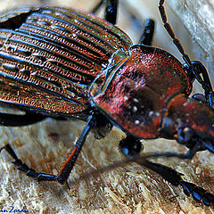 photo "Colorful beetle"