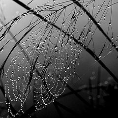 photo "WET WEB"