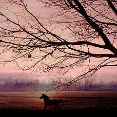 фото "The shadow horse"