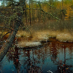 фото "Билибинский лес."