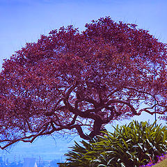 photo "The tree soaring over a slope"