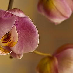 фото "Орхидея"