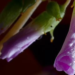 фото "Flower"