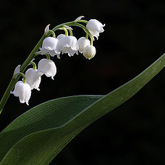 фото "1. Mai"