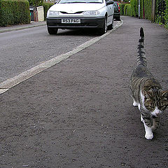 photo "Cat who walked in itself"