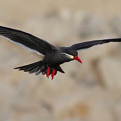 photo "larosterna inca (inca tern)"