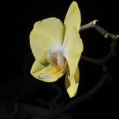 photo "yellow orchid"