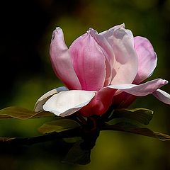 фото "Magnolia"