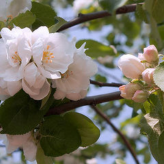 фото "Яблоневый цвет"