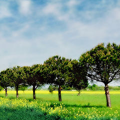 фото "Spring trees with field"