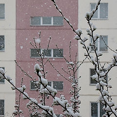 фото "Весенний снег"