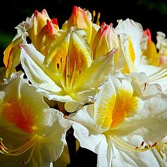 photo "Rhododendron"