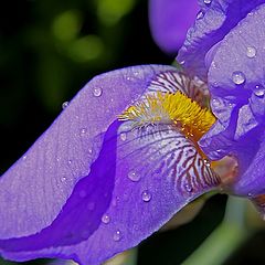 фото "Iris Con Agua"