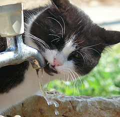 photo "Thirsty"