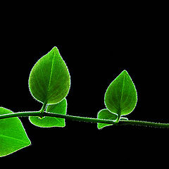 фото "life"