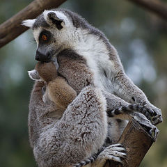 фото "Mother with child"