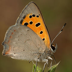 photo "Lycaena phlaeas (Linnaeus, 1761)"