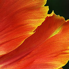 фото "Passion of  Flower"