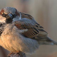 photo "The moring was cold..."