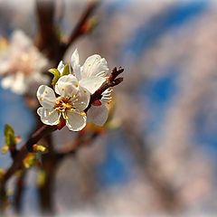 photo "Spring"